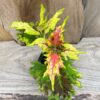 Coleus blumei 'Sophia'