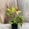 Coleus blumei 'Sophia', stickling