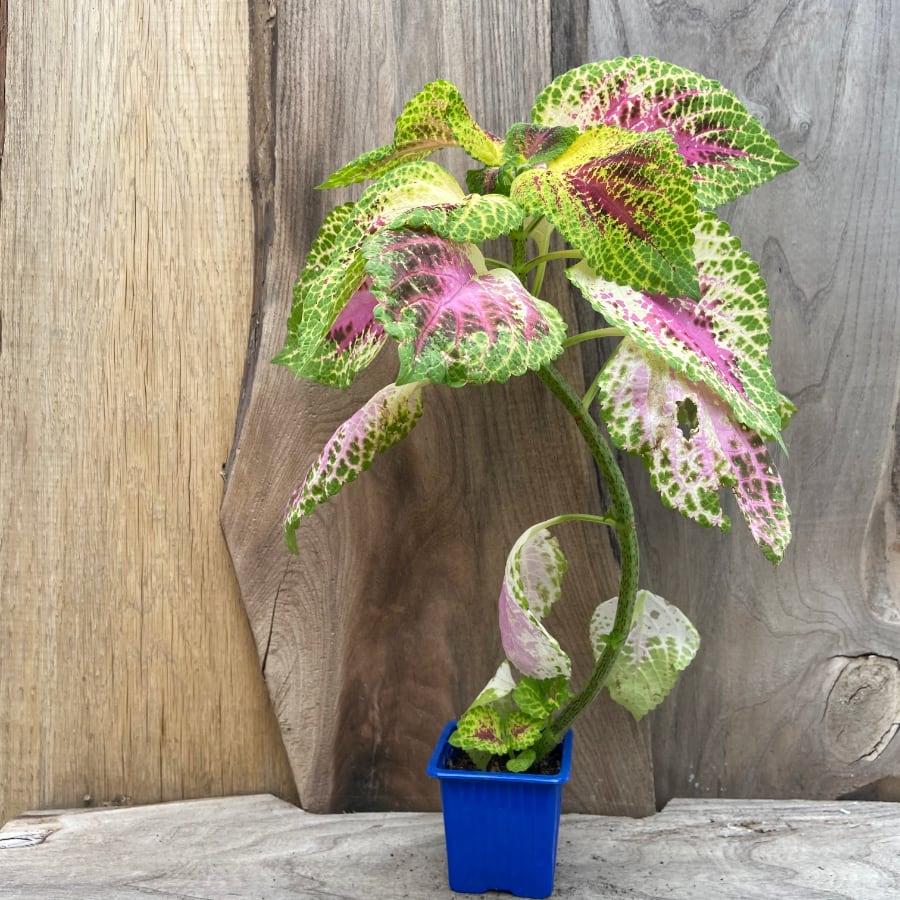 Coleus blumei 'Tysken', stickling Coleus blumei 'Tysken', stickling