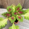 Coleus blumei 'Watermelon'