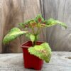Coleus blumei 'Watermelon', stickling
