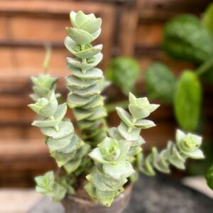 Crassula perforata, blad