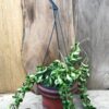 Hoya carnosa, compacta, i ampel