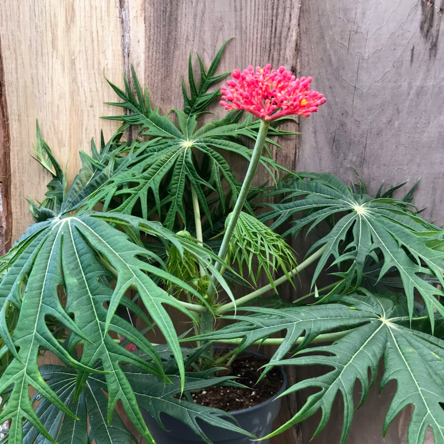 Jatropha multifida, planta