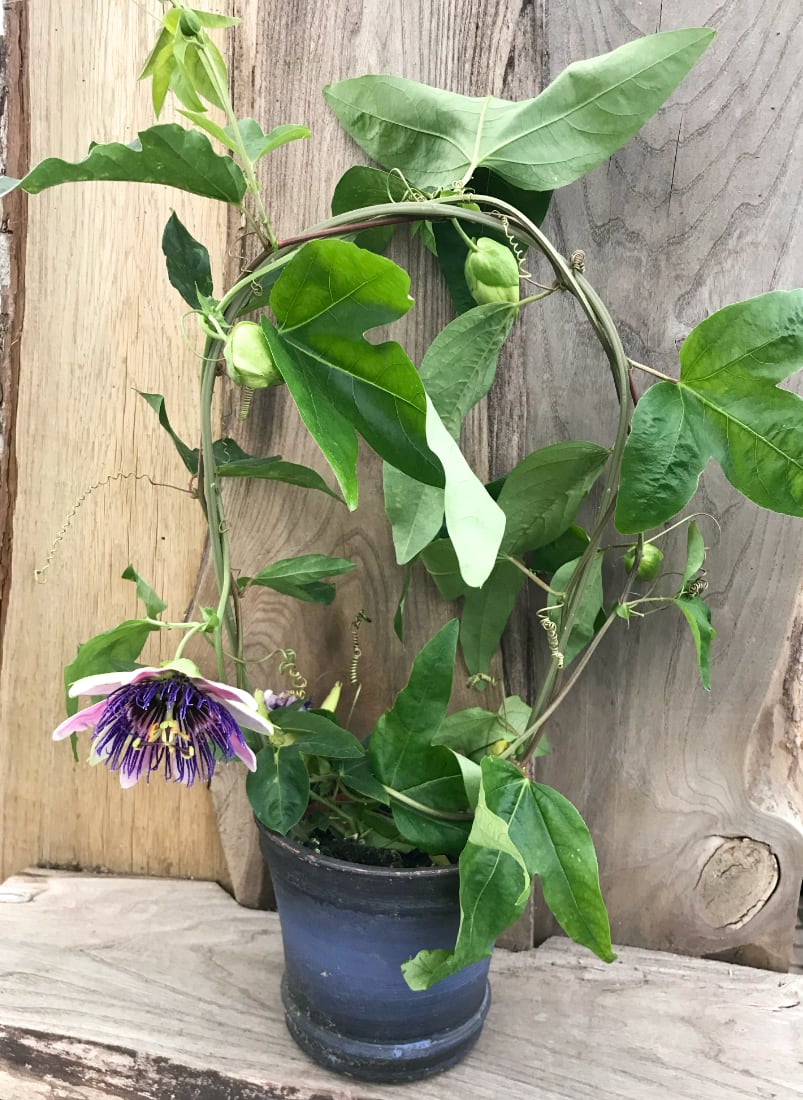 Passiflora Monique Klemann, planta med blomma