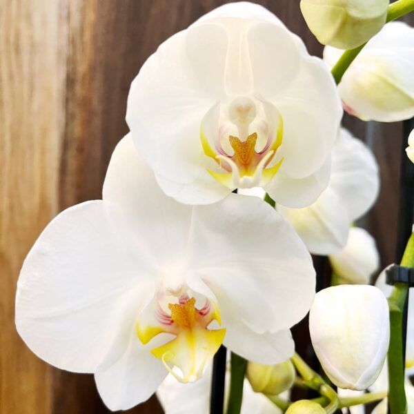 Phalaenopsis-hybrid, vit, blommor
