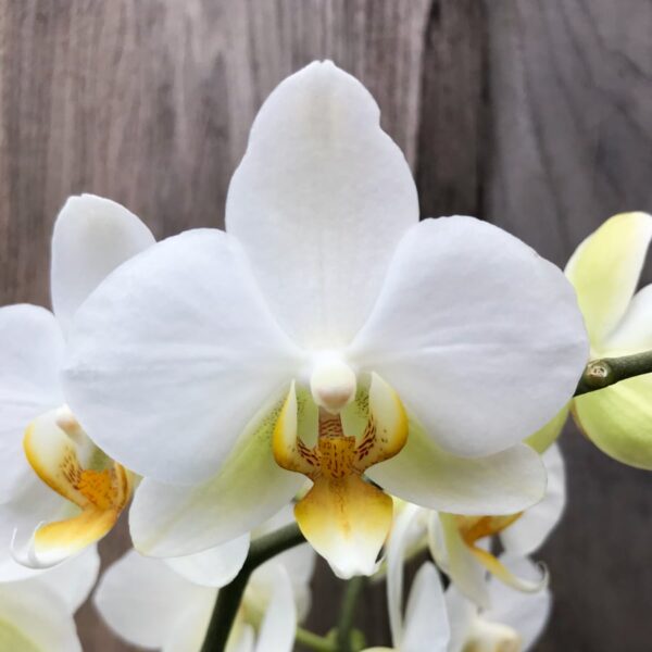 Phalaenopsis hybrid, vit, tre stänglar, blomma
