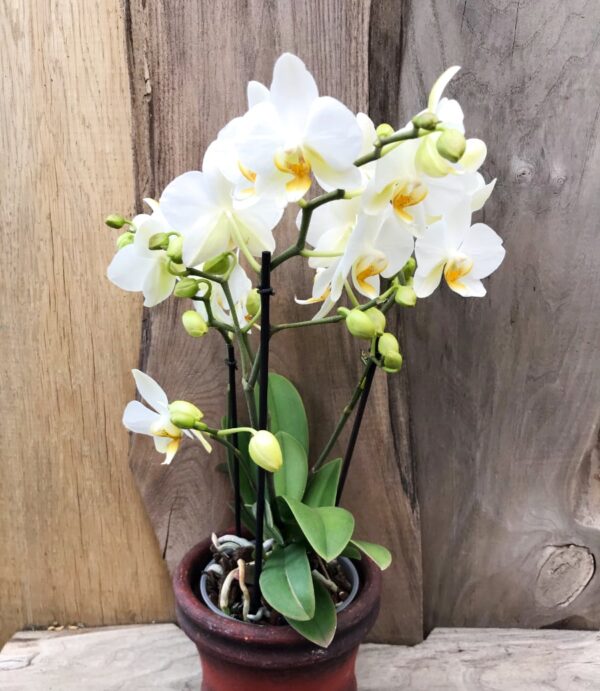 Phalaenopsis hybrid, vit, tre stänglar, planta