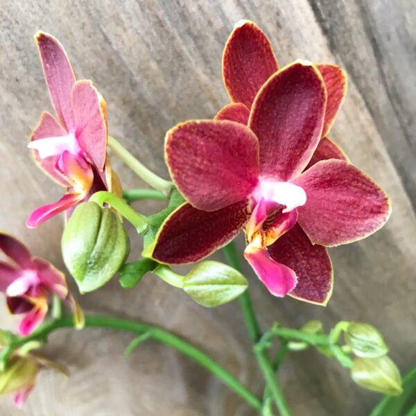 Phalaenopsis, rödbrun, blommor