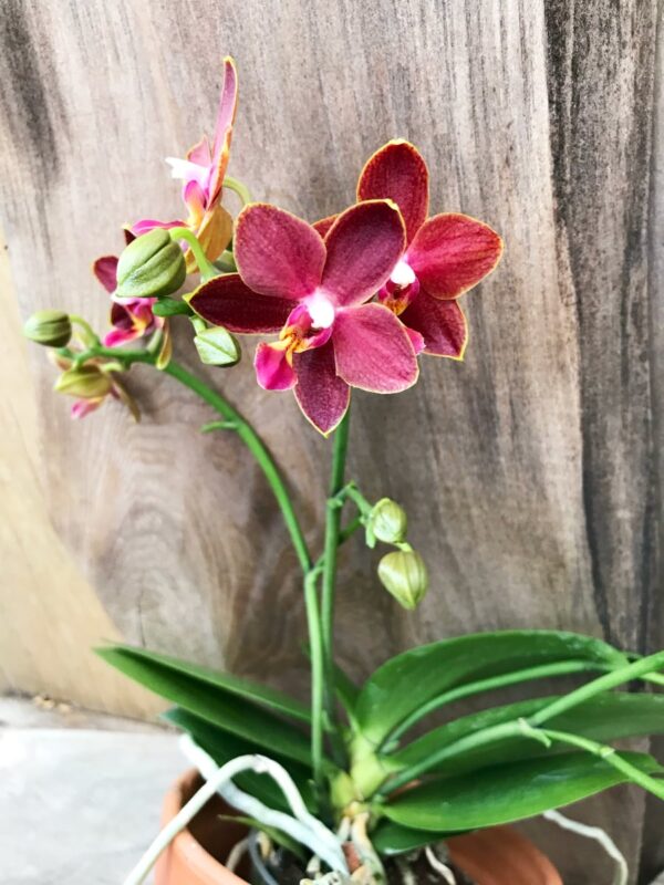 Phalaenopsis, rödbrun, planta