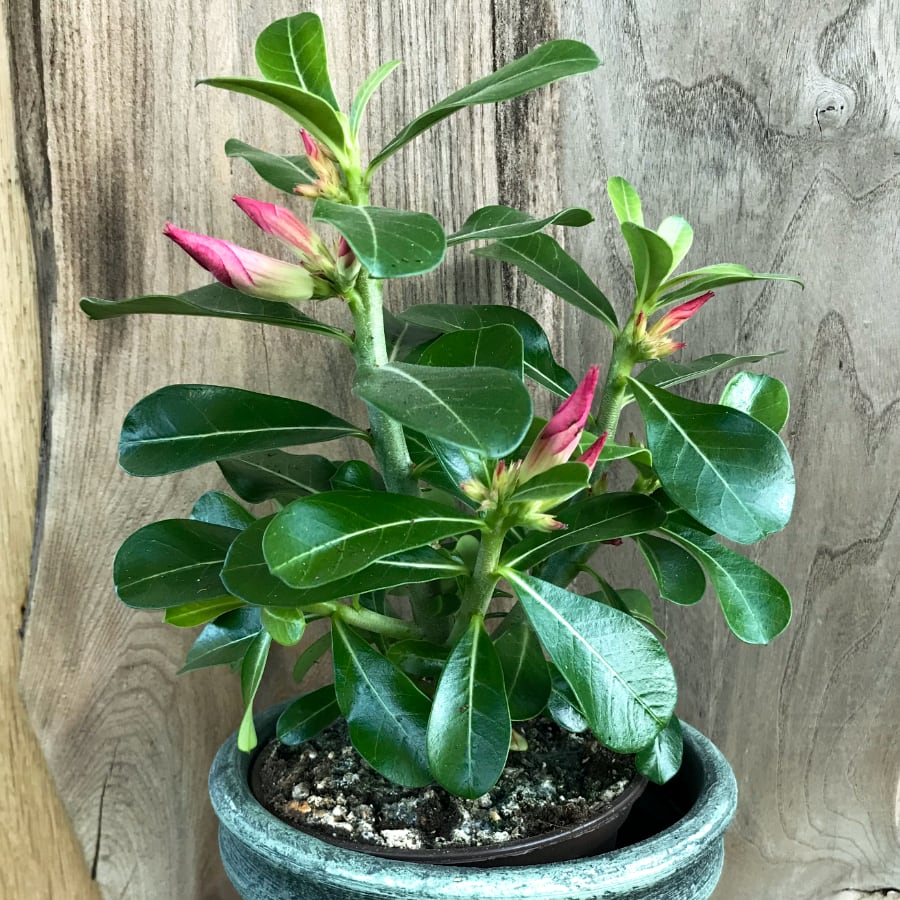 Adenium obesum 'Sunshine', röd