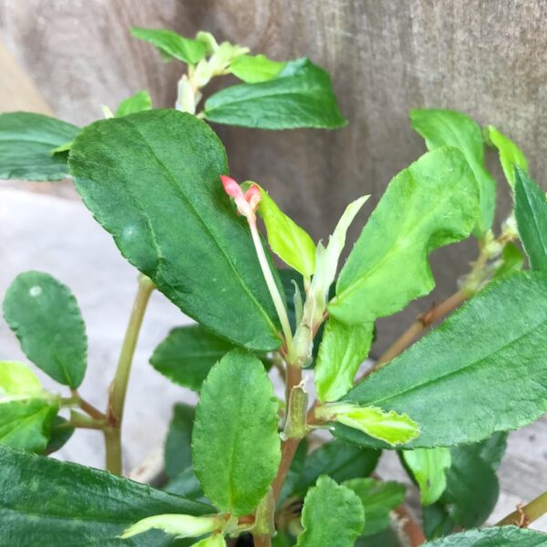 Begonia fuchsioides, knoppar