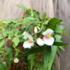 Begonia tripartida, blommor