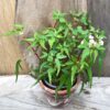 Begonia tripartida, vuxen planta