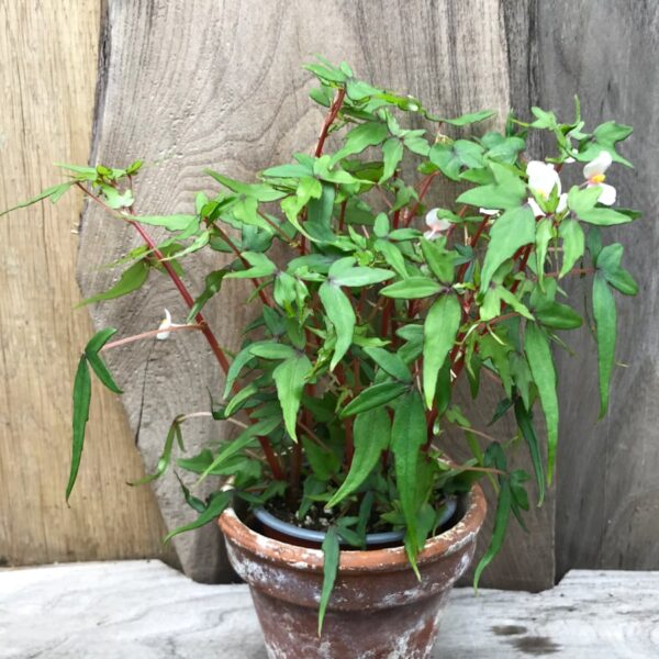 Begonia tripartida, vuxen planta