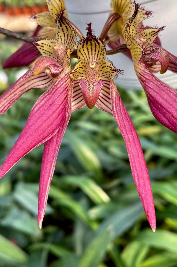 Bulbophyllum A-doribil Candy