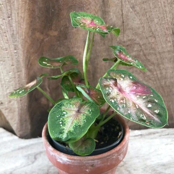 Caladium bicolor 'Casey', ung planta