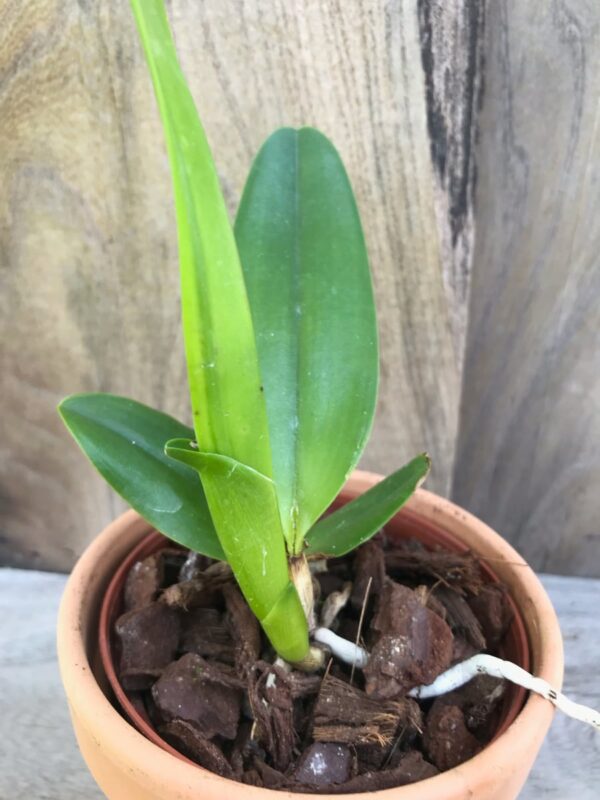 Cattleya tenebrosa 'Colibri', ung planta