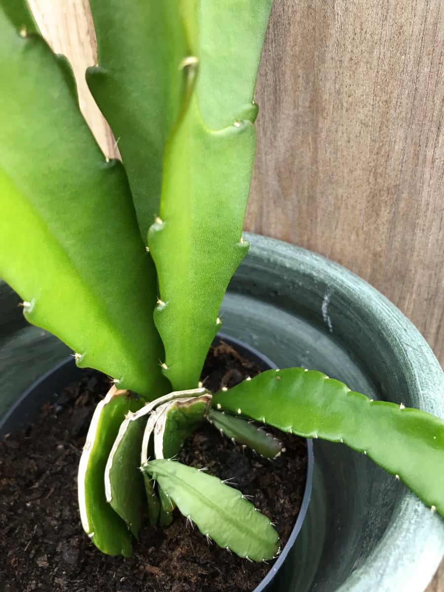 Epiphyllum, röd, uppifrån