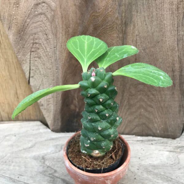 Euphorbia guentheri, ung planta