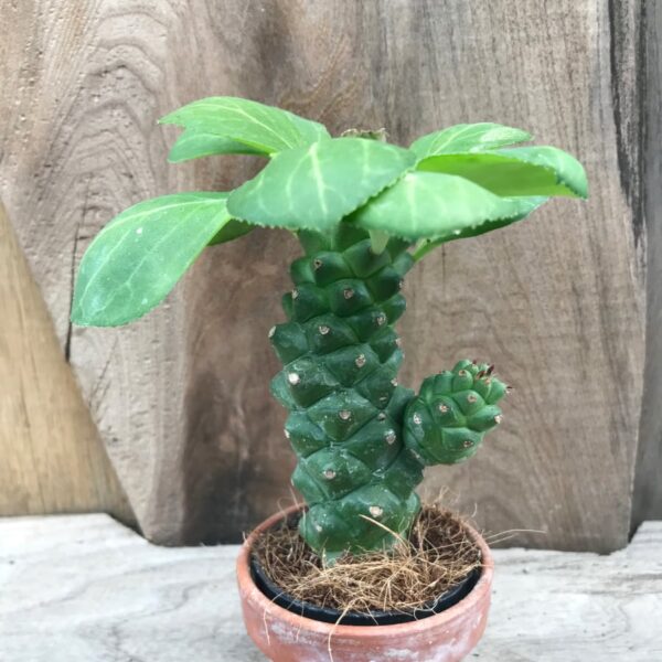 Euphorbia guentheri, ung planta