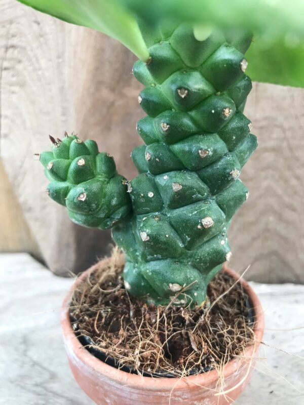 Euphorbia guentheri, skott