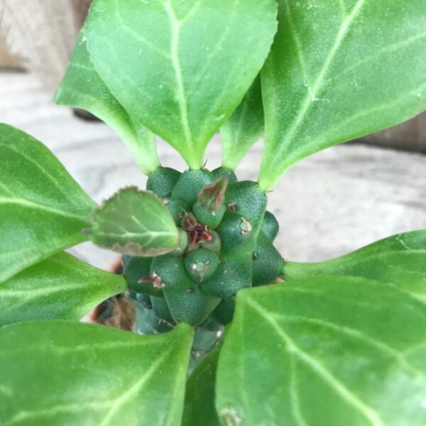 Euphorbia guentheri, topp