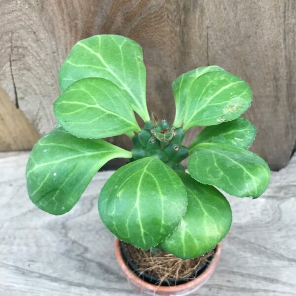 Euphorbia guentheri, ung planta ovanifrån