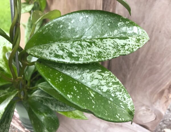 Hoya obovata 'Silver Spots', blad