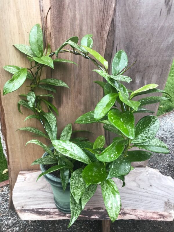 Hoya obovata 'Silver Spots', planta