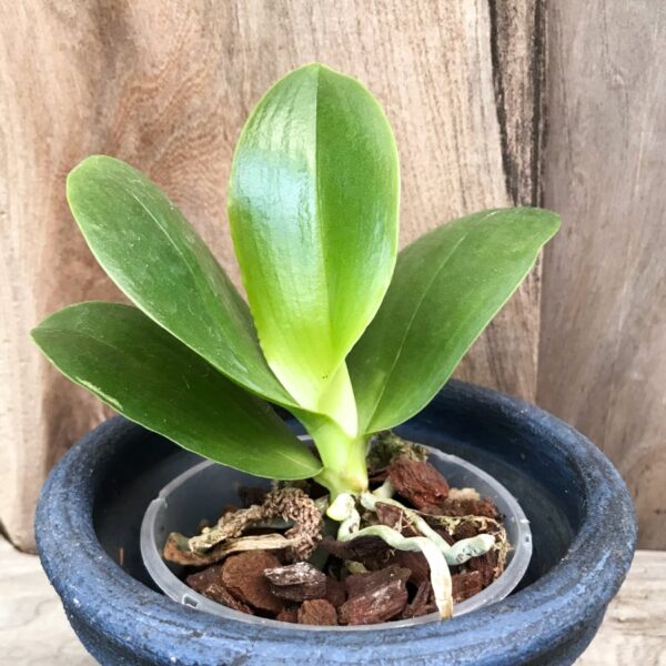 Phalaenopsis Class President 'Willowbrook', stor nog att blomma