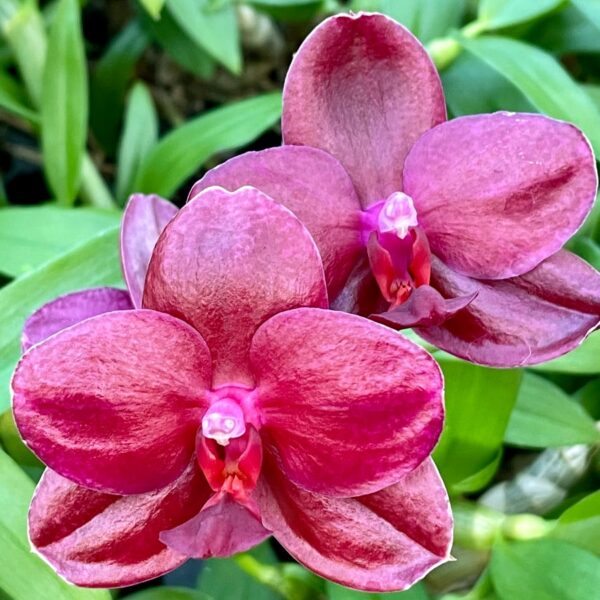 Phalaenopsis Sogo Relex, blommor