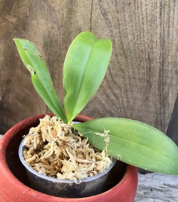 Phalaenopsis Su's Bellicosa, keiki
