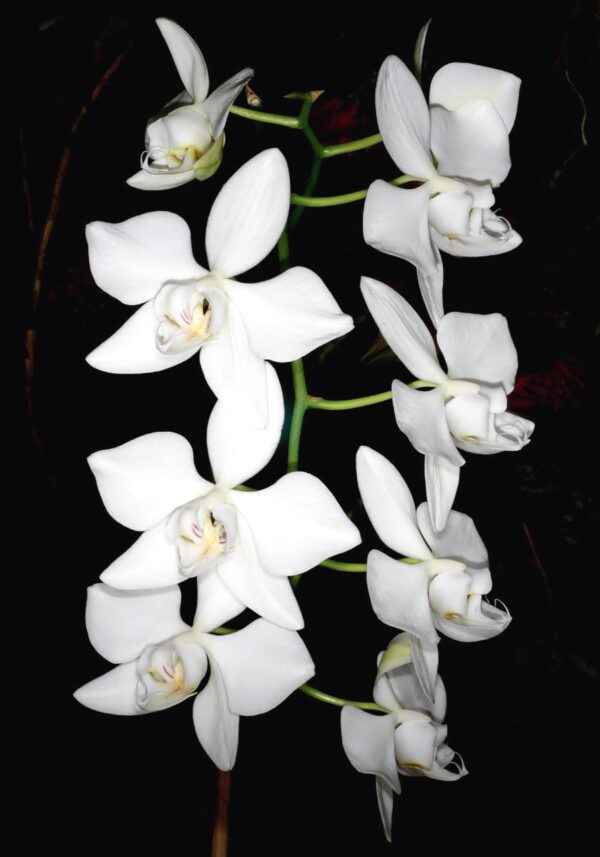 Phalaenopsis aphrodite-blomstängel med tio blommor