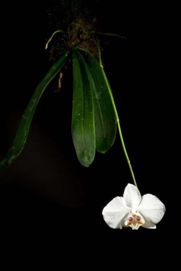 Phalaenopsis aphrodite-planta med blomma