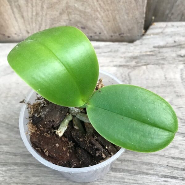 Phalaenopsis aphrodite, ung planta