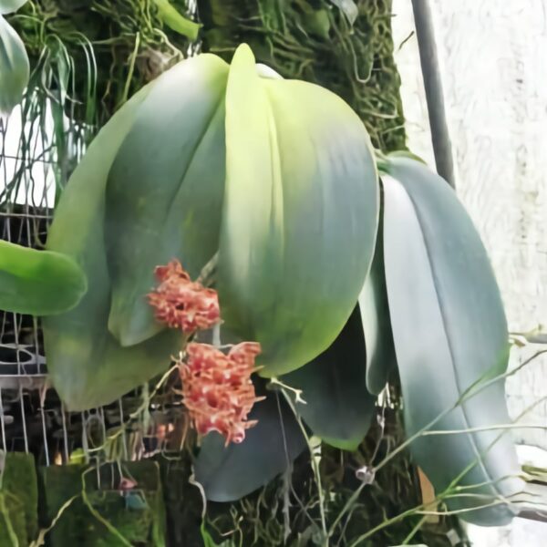 Phalaenopsis gigantea, monterad i blom