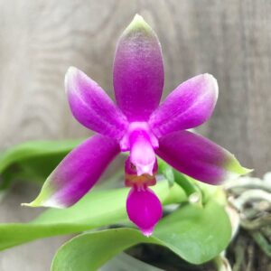 Phalaenopsis violacea 'Malaysia', blomma