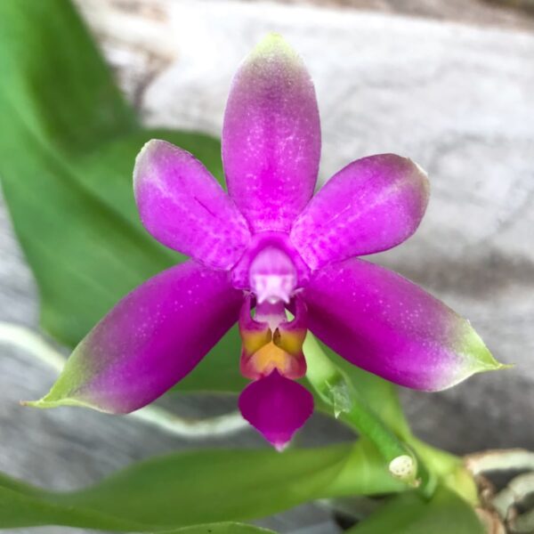 Phalaenopsis violacea 'Malaysia', blomma