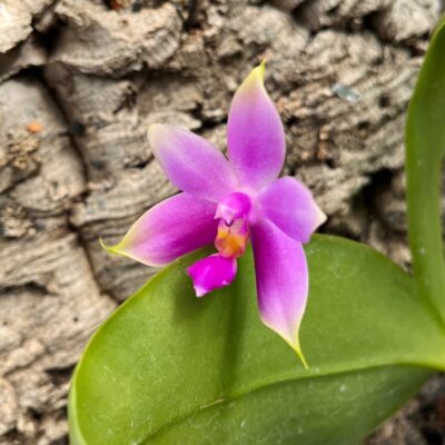 Phalaenopsis violacea 'Malaysia', blommande planta
