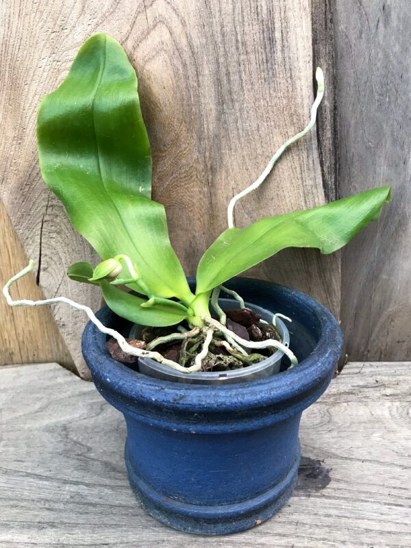 Phalaenopsis violacea 'Malaysia', planta med knopp