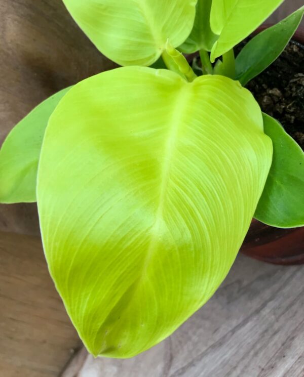 Philodendron Moonlight, blad