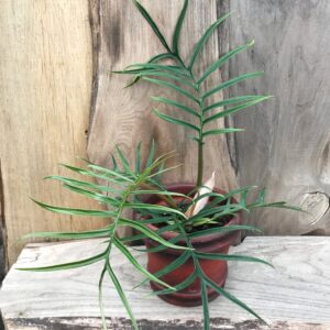 Philodendron tortum, ung planta