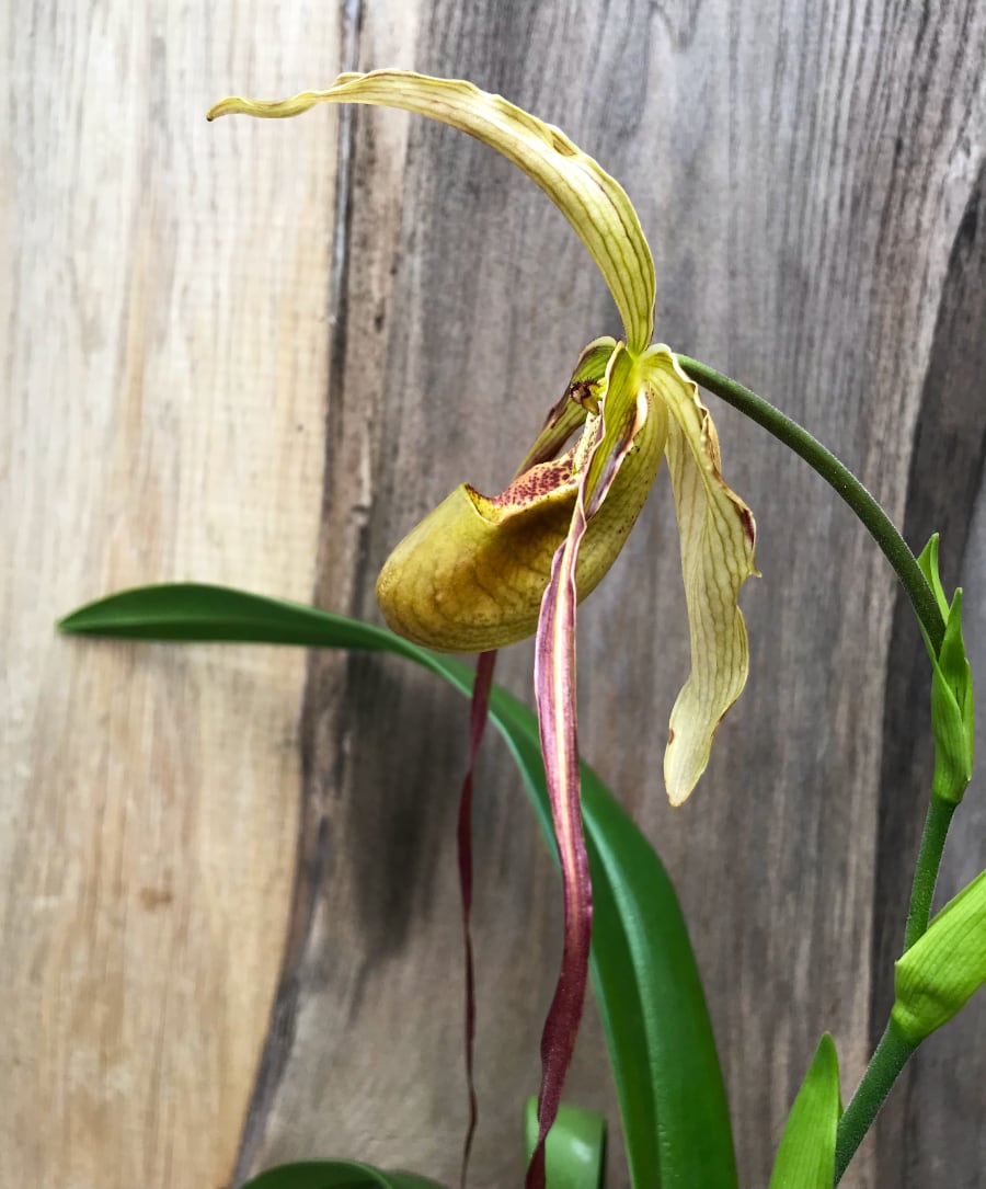 Phragmipedium Wössner Supergrande, sidvy