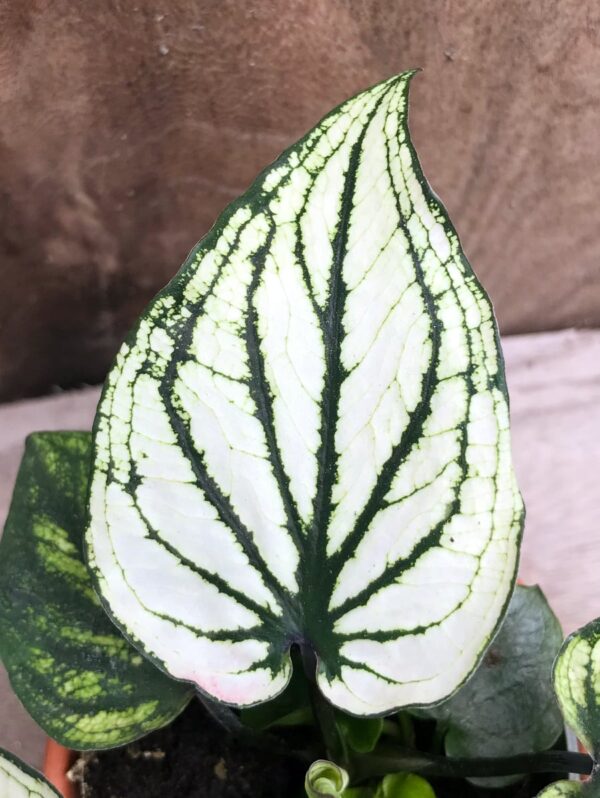 Caladium bicolor 'Pliage', blad