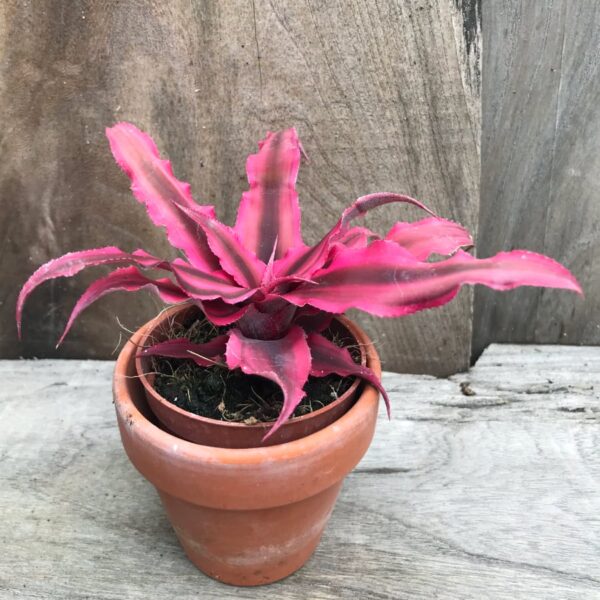 Cryptanthus bivittatus 'Hot Pink', vuxen planta