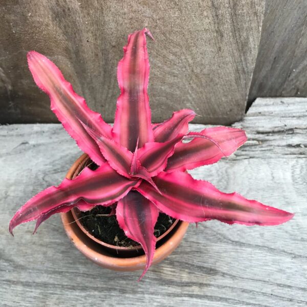 Cryptanthus bivittatus 'Hot Pink', vuxen planta