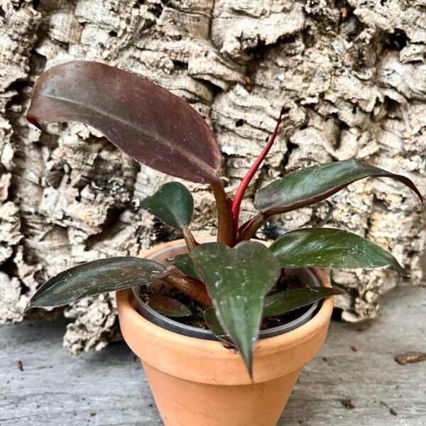 Philodendron Red Sun, större ung planta