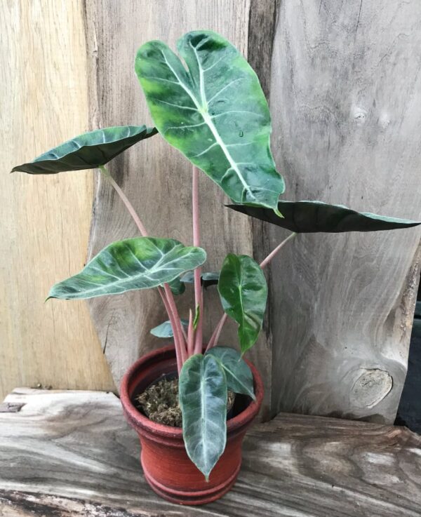 Alocasia baginda 'Pink Dragon', vuxen planta