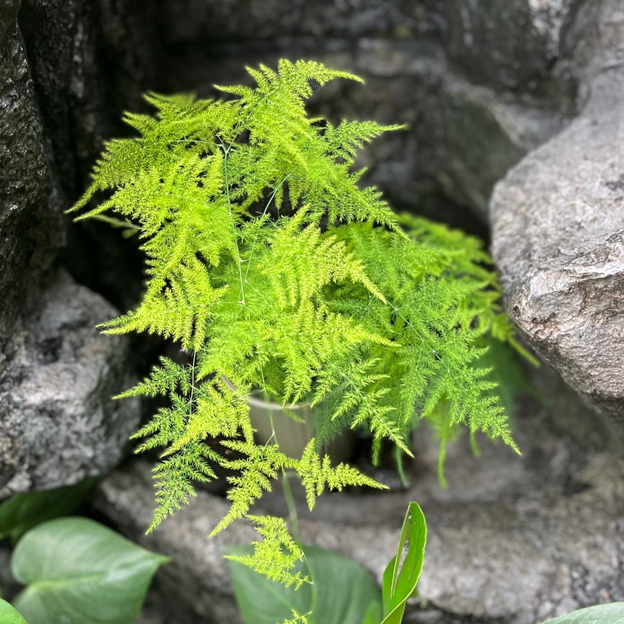 Asparagus setaceus 'Plumosus', blad